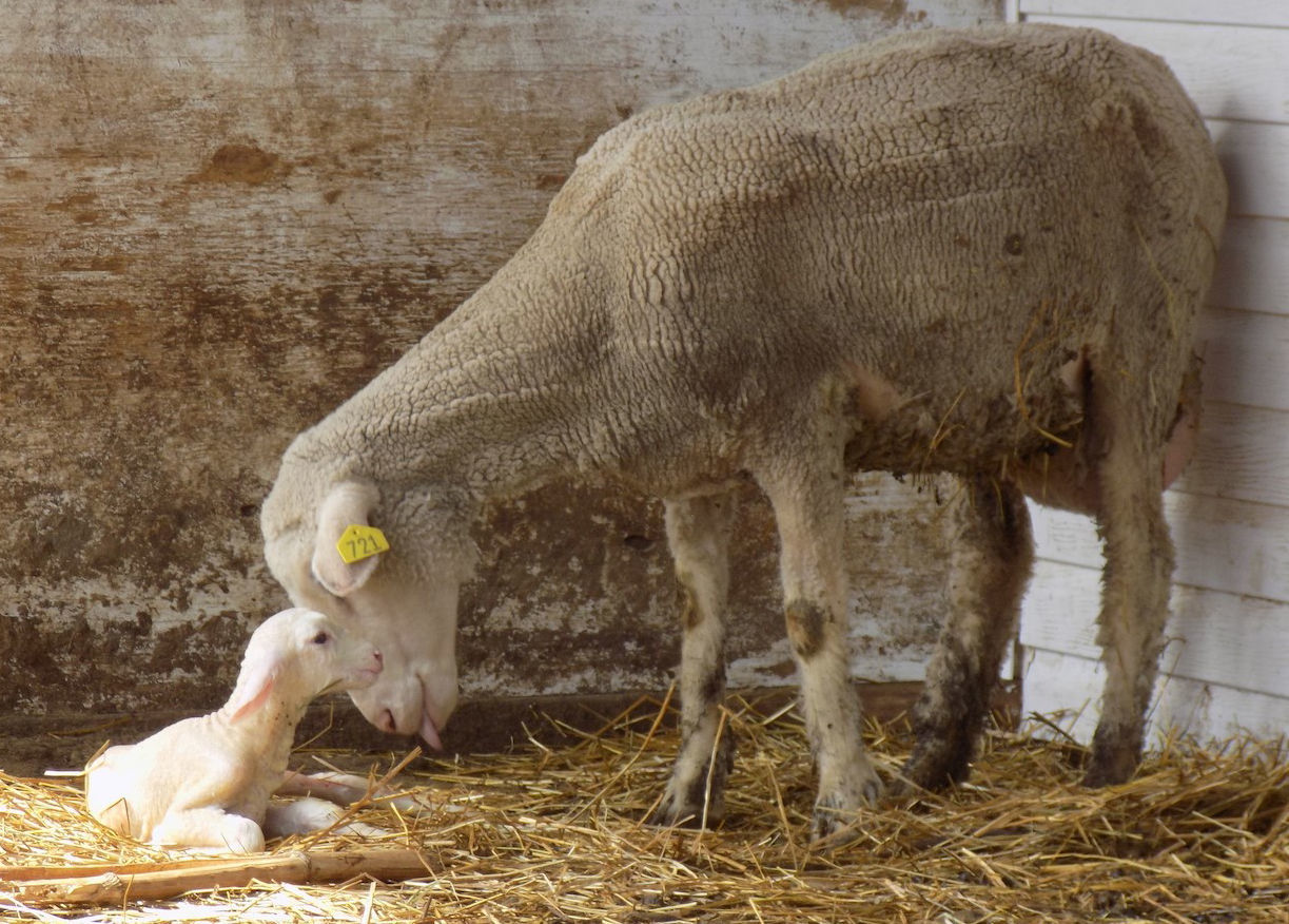 New calf